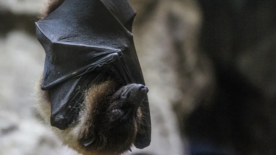 Фото: freepik.com