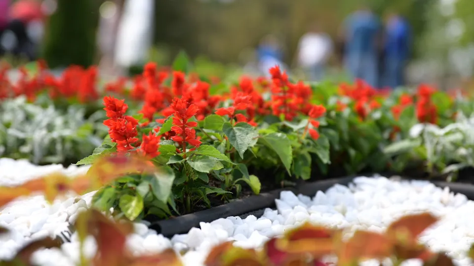 Фото: пресс-служба администрации Дмитровского м.о.