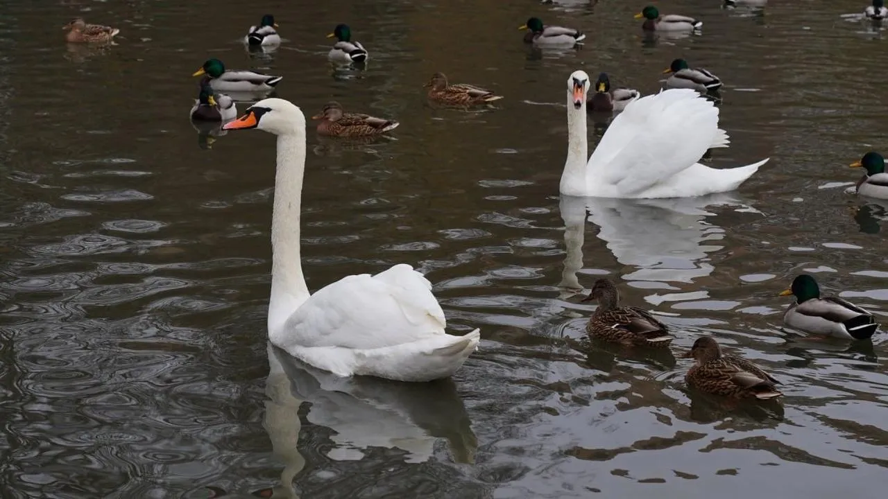 пресс-служба администрации г.о. Долгопрудный