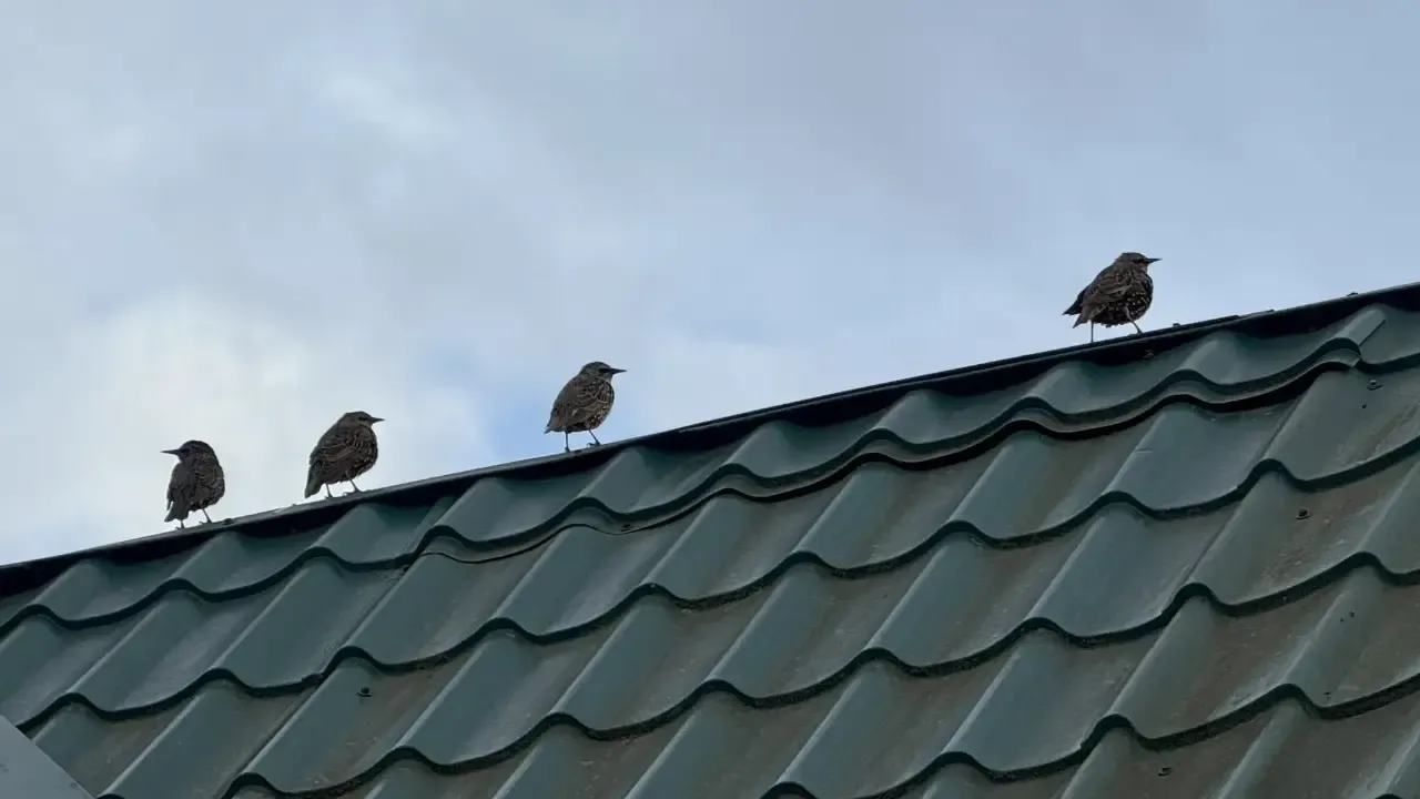 REGIONS/Илья Попов