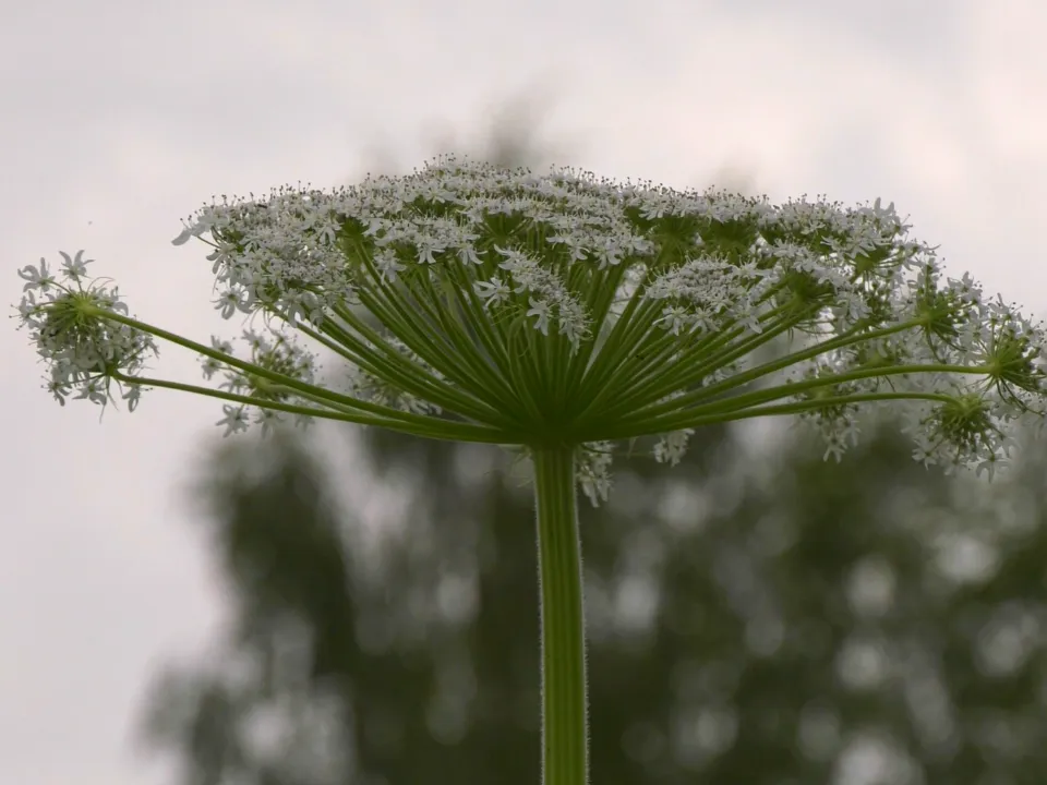 Фото: МедиаБанк Подмосковья/Юлия Андросова