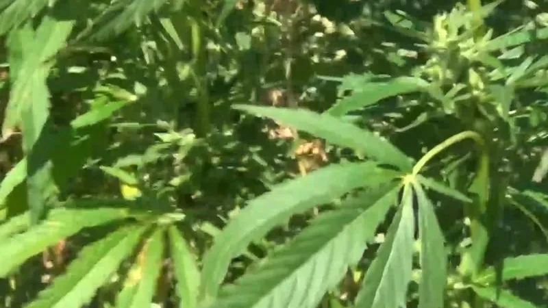ГУ МВД по МО
