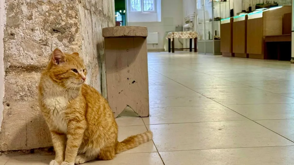 Фото: t.me/adm_mgo