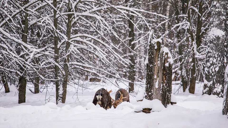 Фото: медиасток.рф