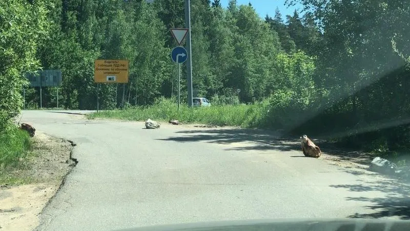 Светлана Р.