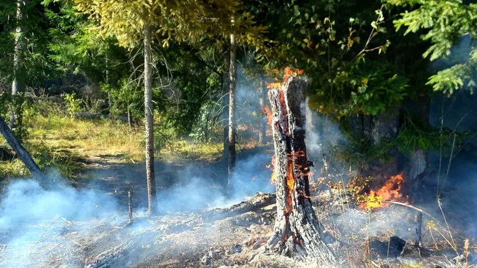 Фото: Комлесхоз МО