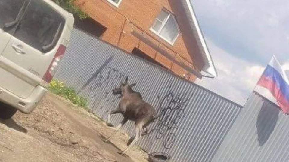 Фото: t.me/narofominskLife