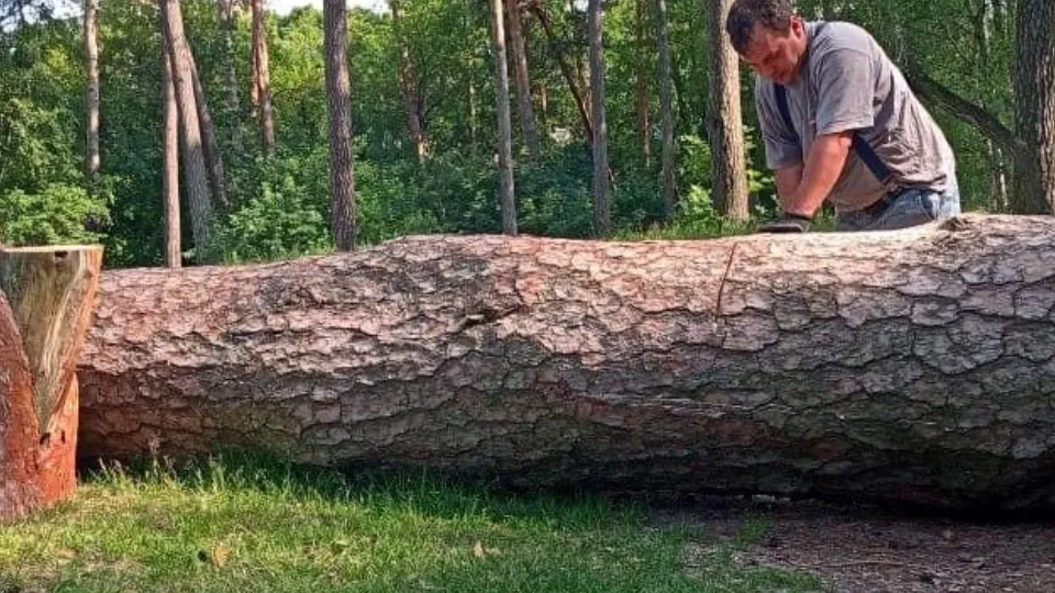 Фото: Комитет лесного хозяйства Московской области