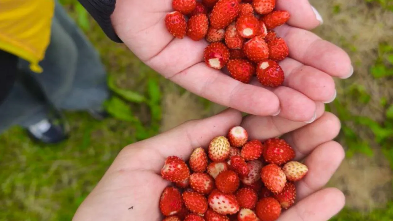 Фото: предоставлено Анастасией Широкой