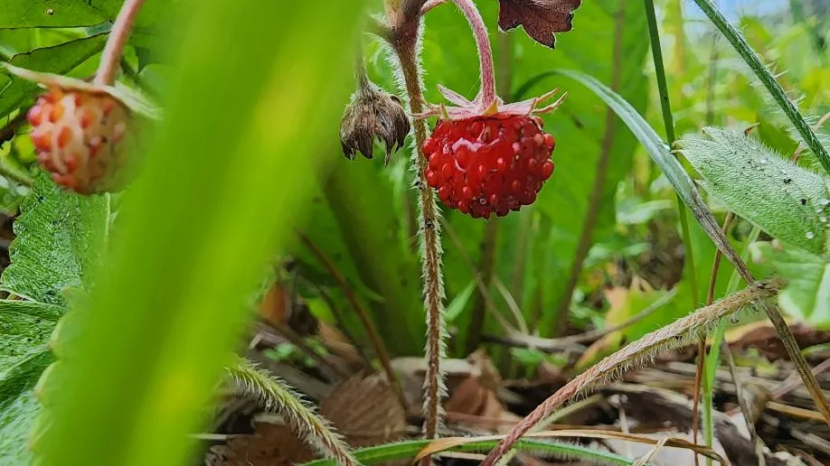 Фото: МедиаБанк Подмосковья/Ксения Пашуто
