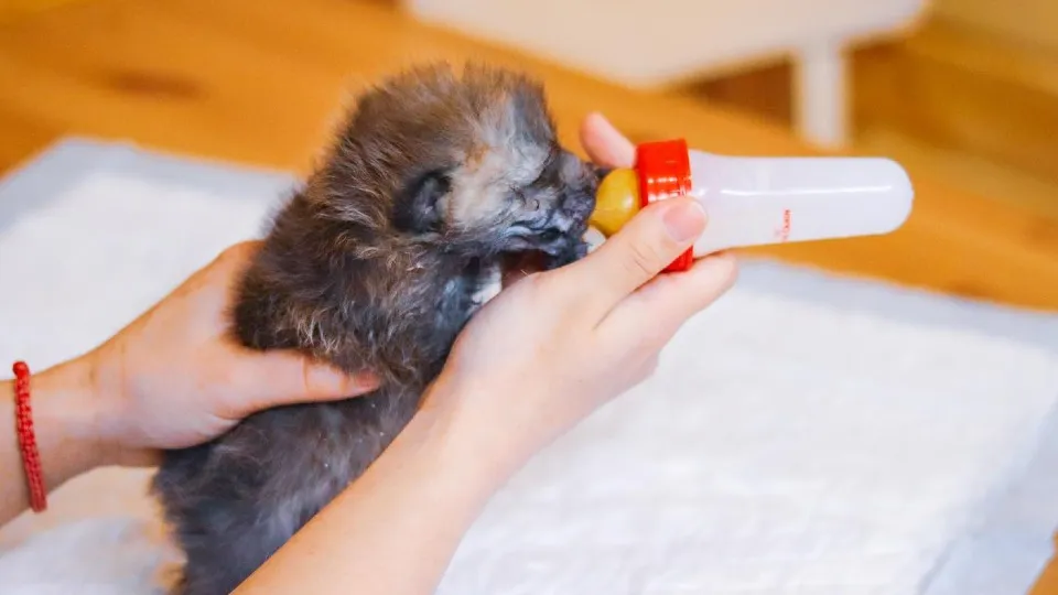 Фото: МедиаБанк Подмосковья/Данила Кирьянов