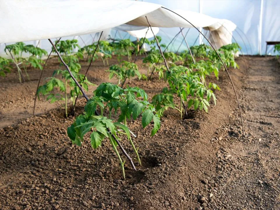 &nbsp; Фото:&nbsp;istockphoto.com/DiyanaDimitrova