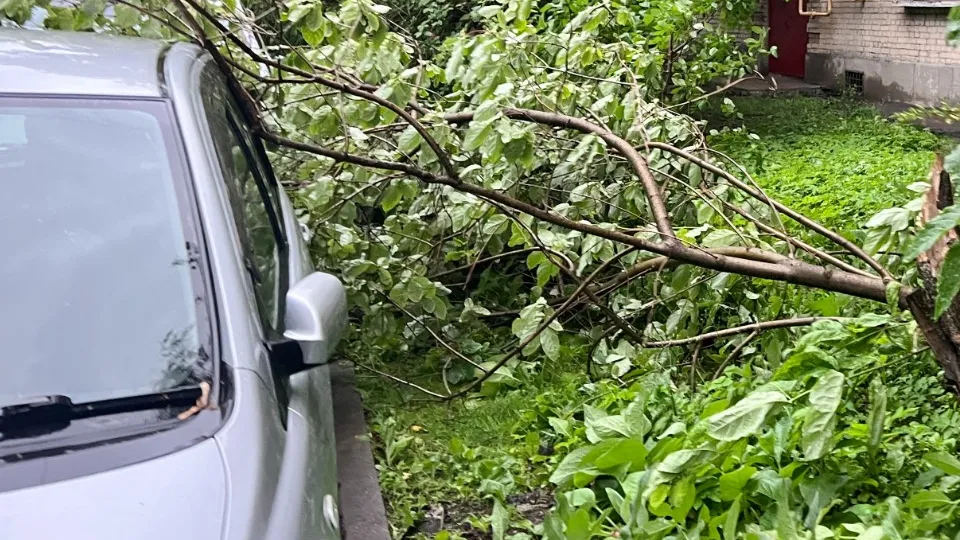 Фото: ТАСС/Ольга Костромина