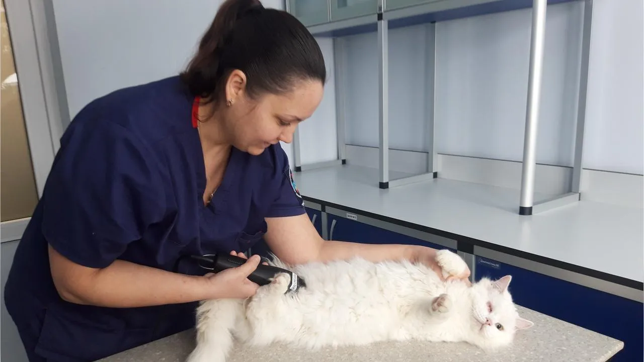 МедиаБанк Подмосковья/Ольга Шеметова