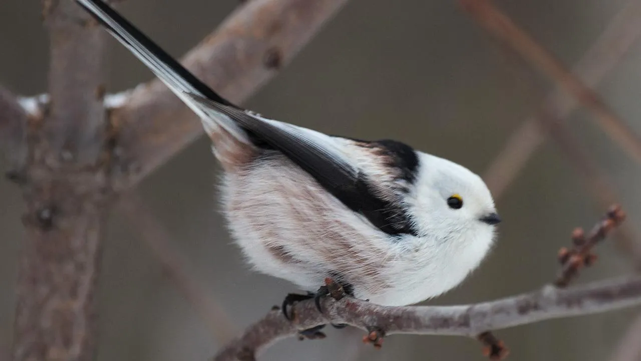 сommons.wikimedia/Dion Art