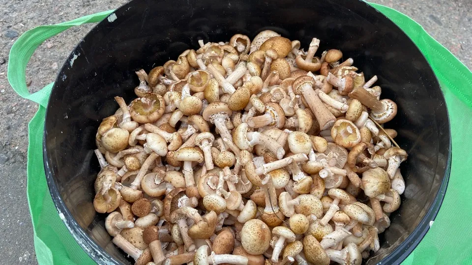 Фото: Медиаархив Подмосковья