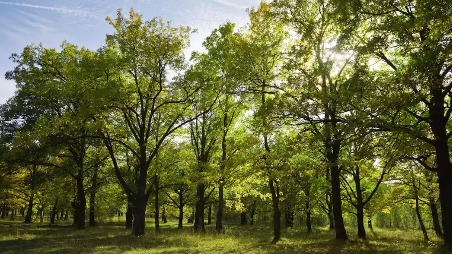 Фото: freepik.com