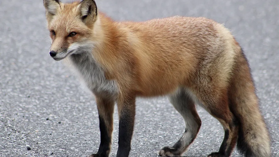 Фото: istockphoto.com