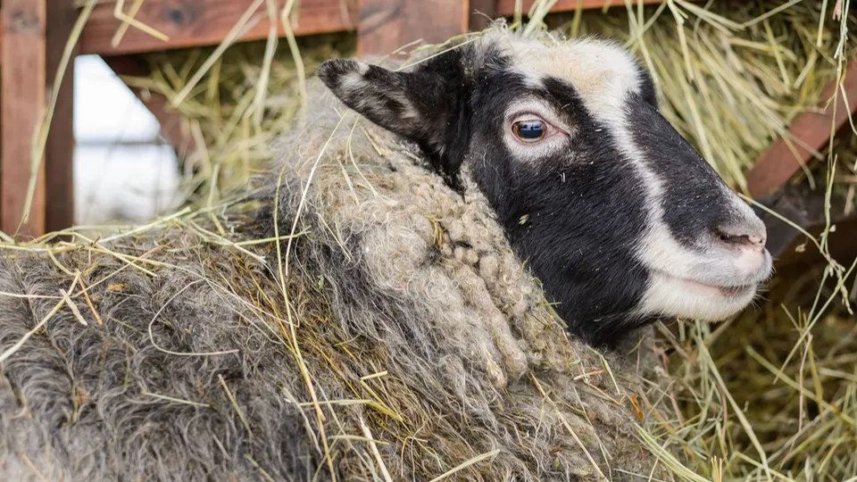 Фото: медиасток.рф