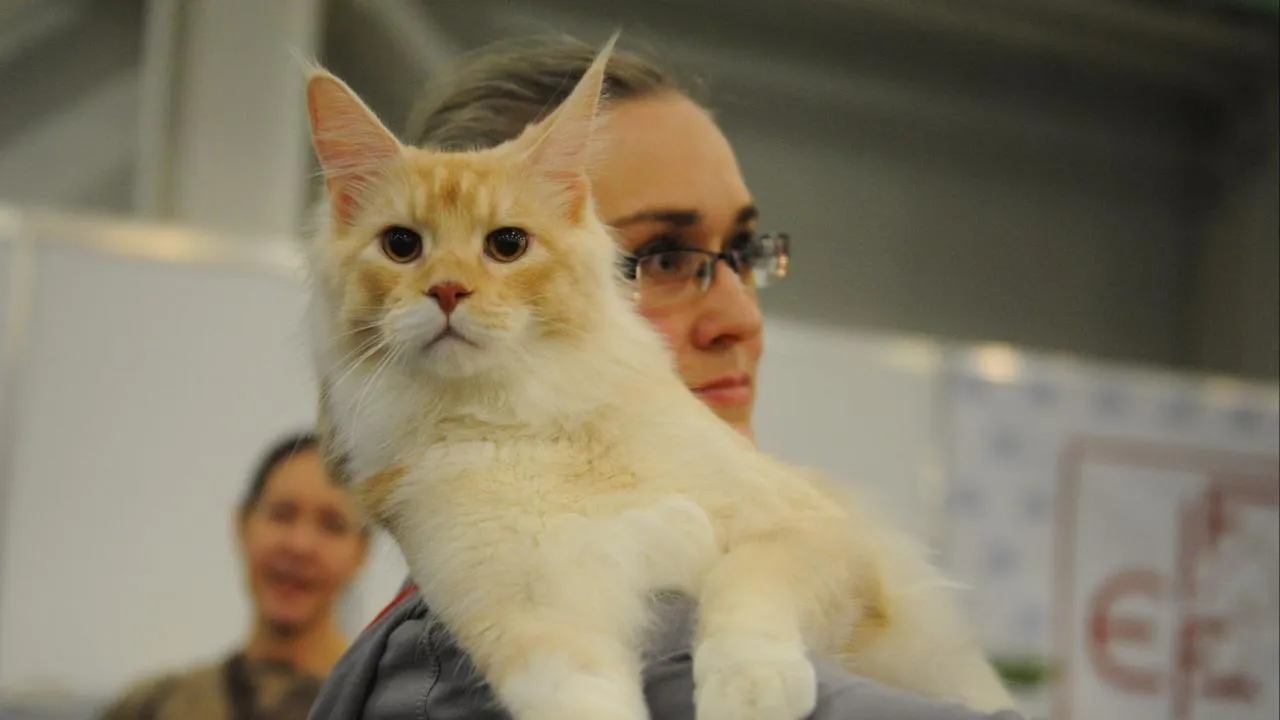 медиасток.рф