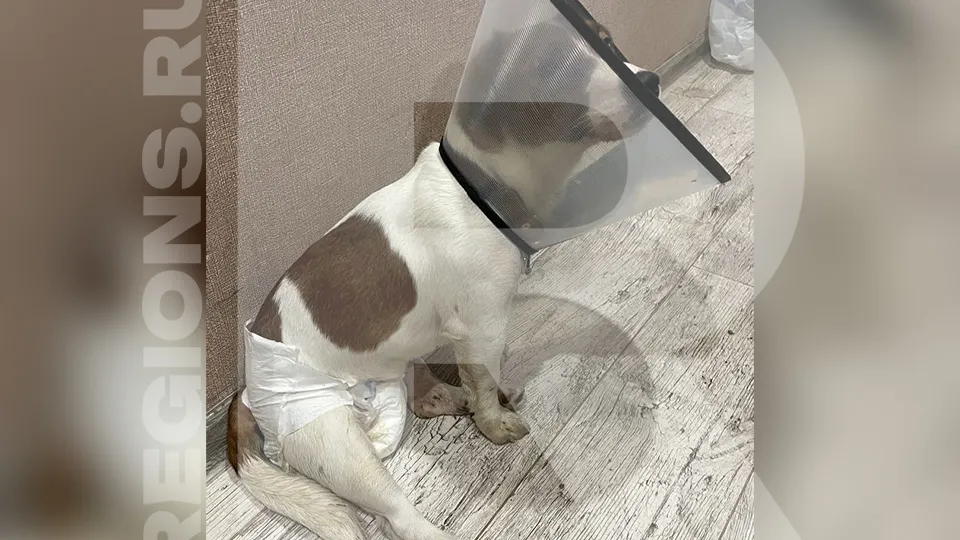 Фото предоставлено владелицей собаки