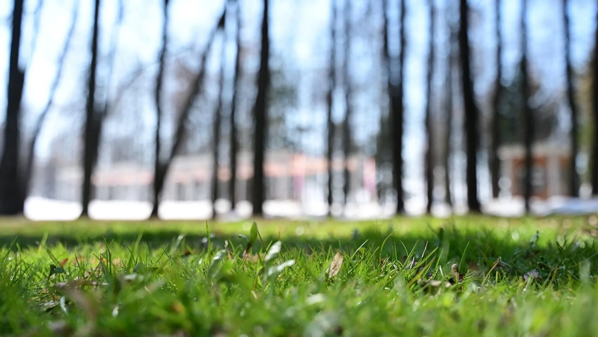 t.me/usadbakrivyakino