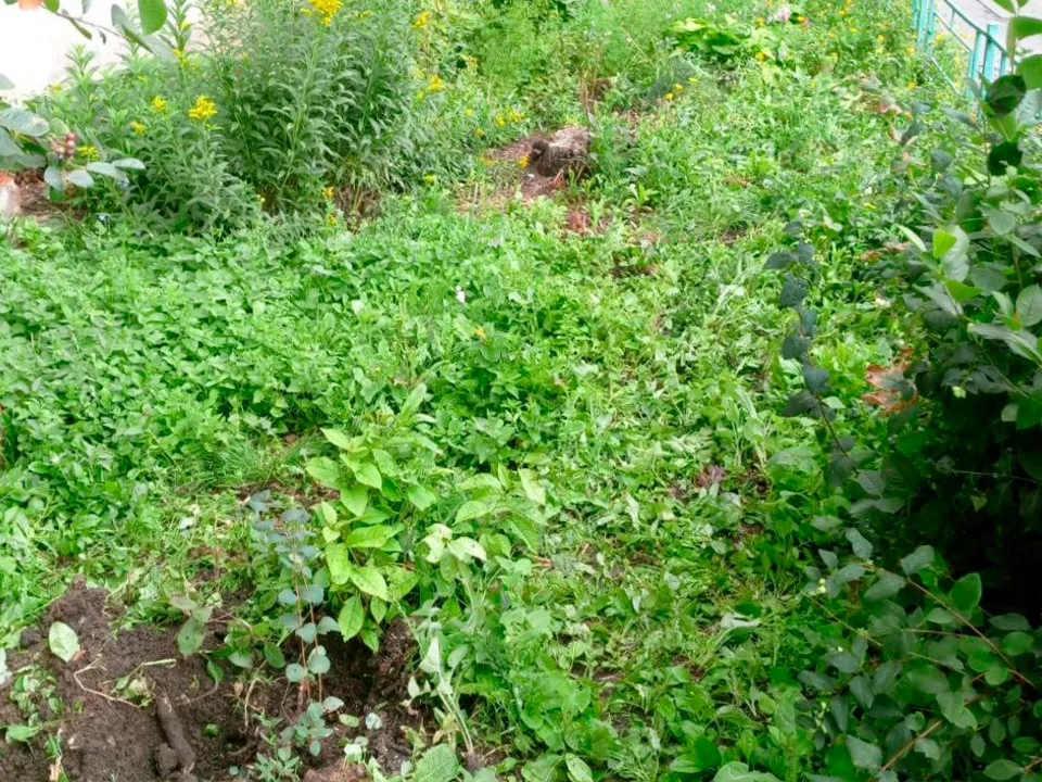 Фото: t.me/viktorpetruchenko_chat