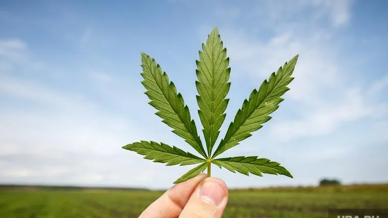 В Перми оштрафовали ТЦ за витрину, в которой выставили шапку с коноплей