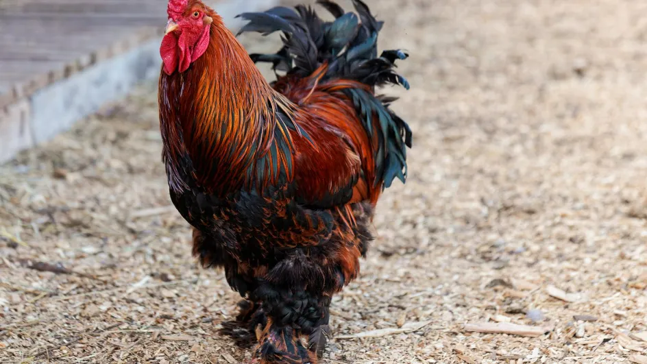 Фото: медиасток.рф