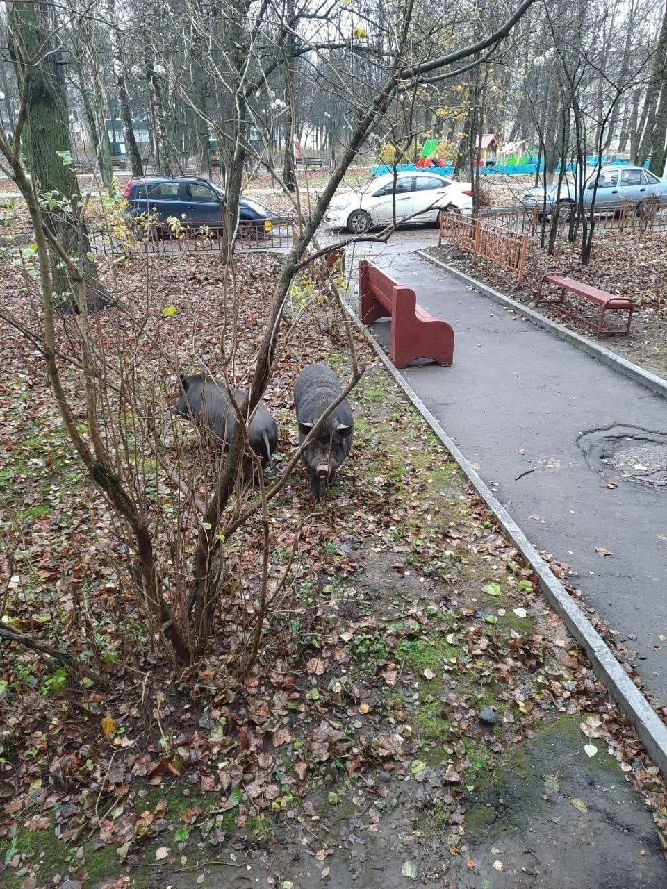 Фото: Администрация городского округа Истра / ВКонтакте