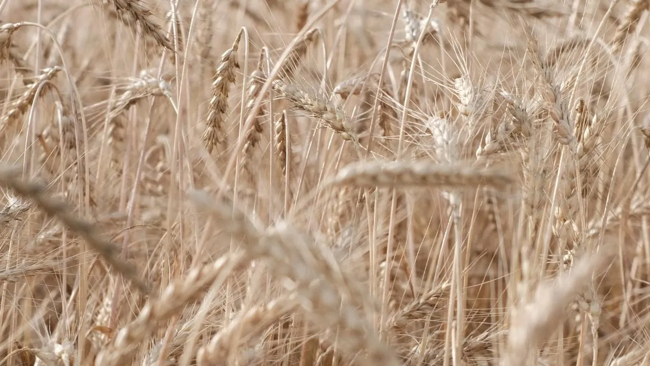 Херш заявил, что Украина использовала зерновую сделку для контрабанды запрещенных веществ