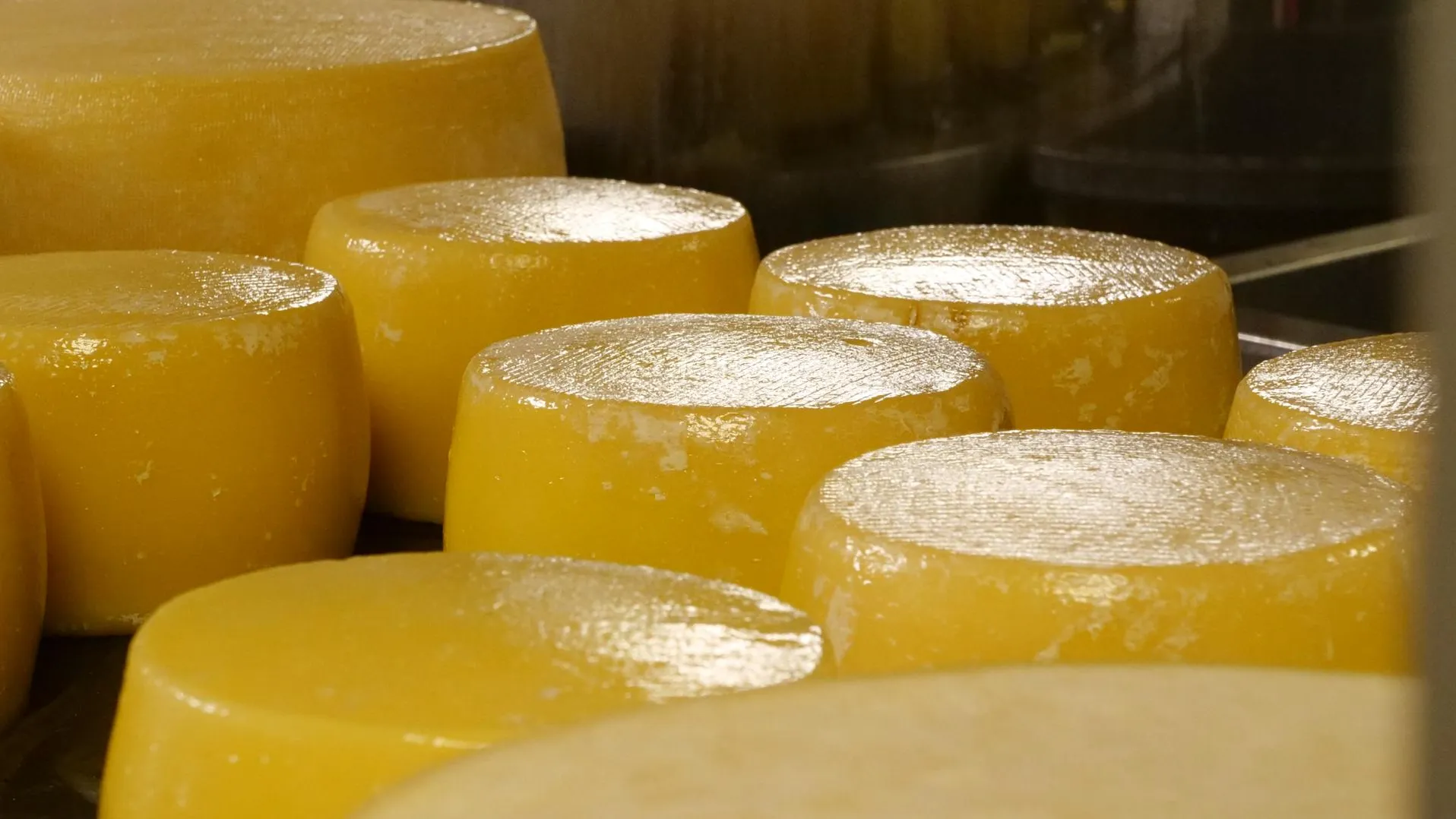 Фото: пресс-служба министерства сельского хозяйства и продовольствия Московской области