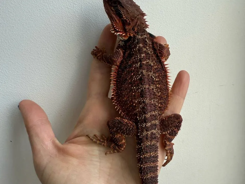 Агама. Фото: Анна Варанова