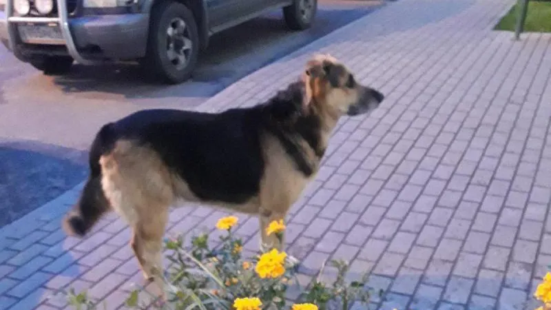 Пес Хатико из Лобни неделю ждал хозяев у двери подъезда