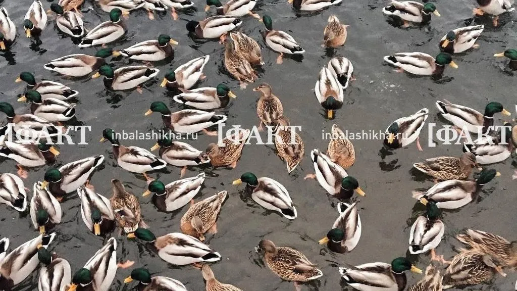 Фото: Телеграм-канал balashikha_life