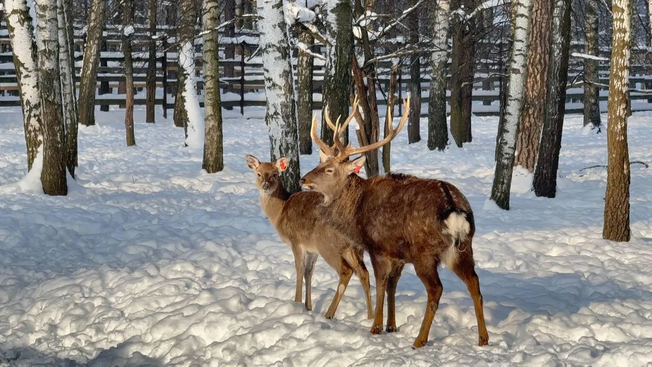 пресс-служба нацпарка "Лосиный остров"