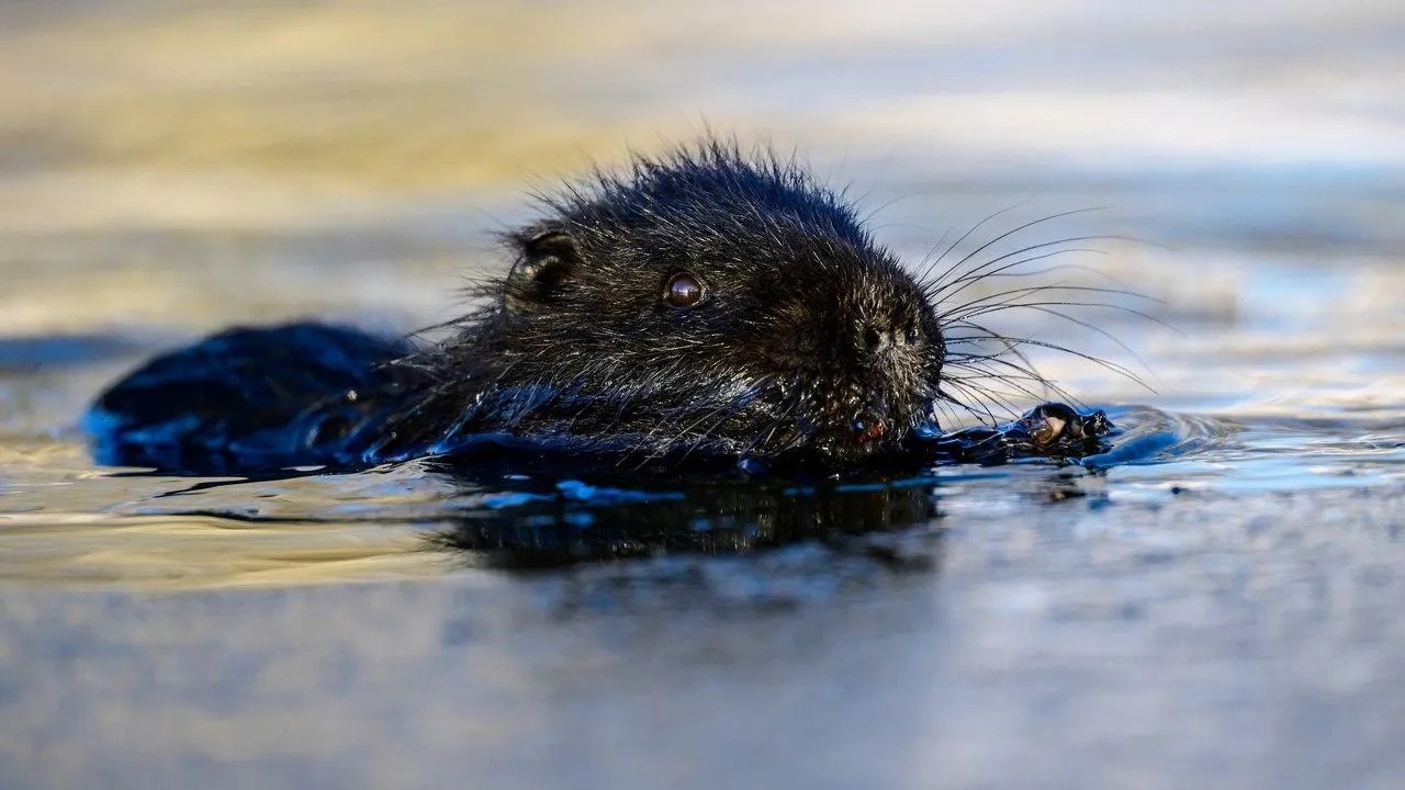 администрация Дмитровского муниципального округа