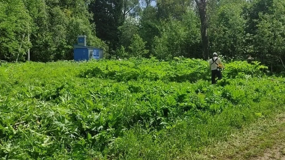 Фото: «Русский лес»