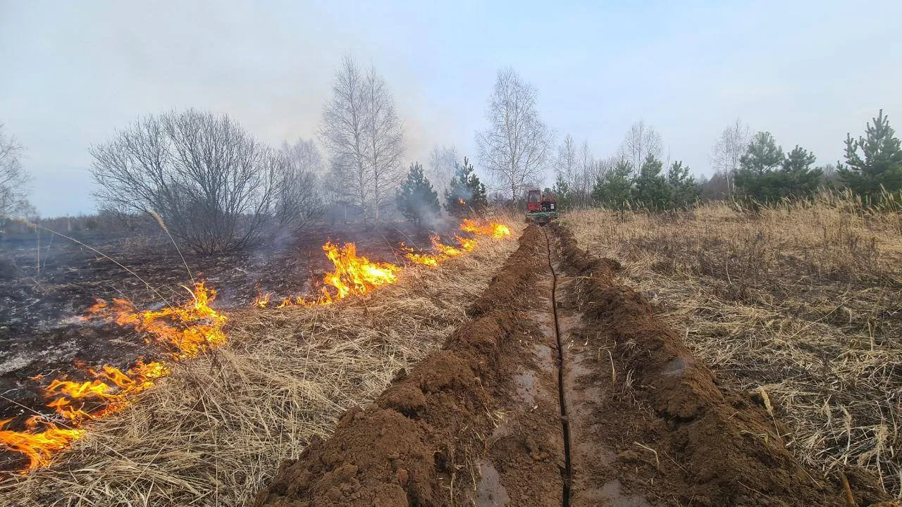 Фото: Комитет лесного хозяйства Московской области