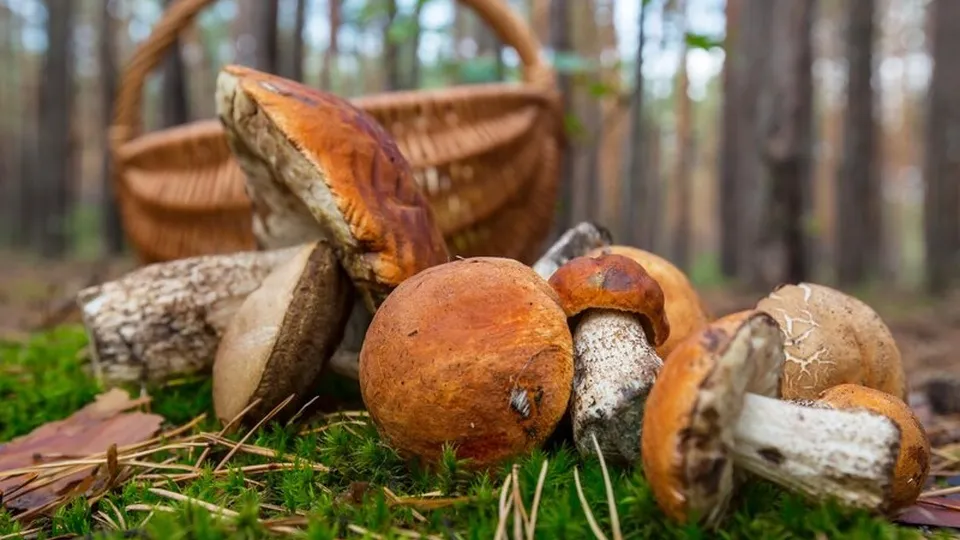 Фото: freepik.com