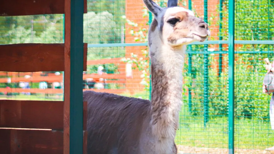 Фото: МедиаБанк Подмосковья/Данила Кирьянов