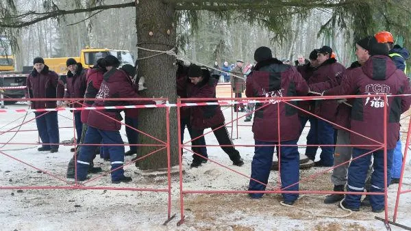 В Рузском районе срубили главную новогоднюю ель страны