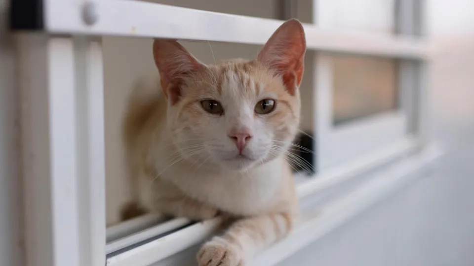 Фото: ТАСС/EPA/Jalal Morchi