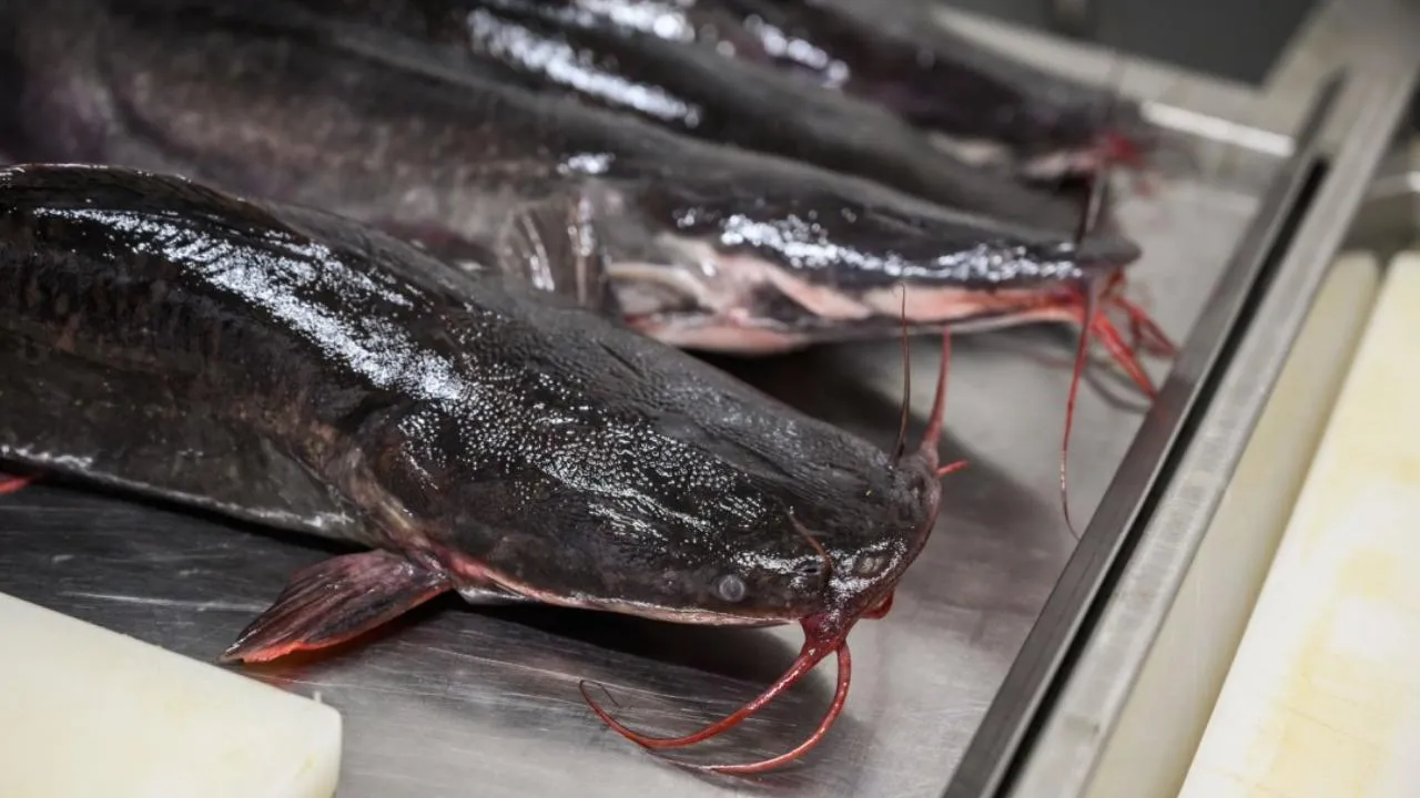 В Московской области производители товарной рыбы могут получить субсидию из местного бюджета