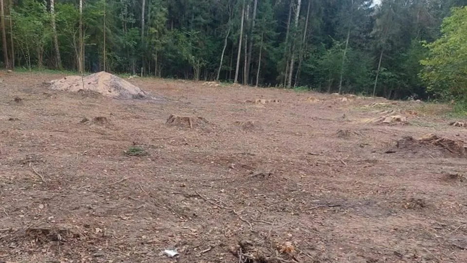 Фото: Комитет лесного хозяйства Московской области