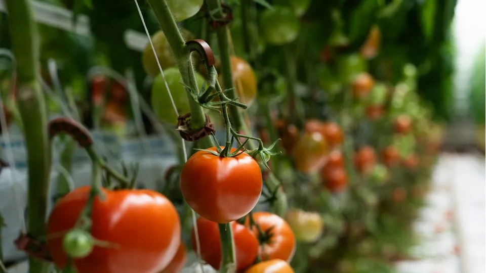 Фото: unsplash.com