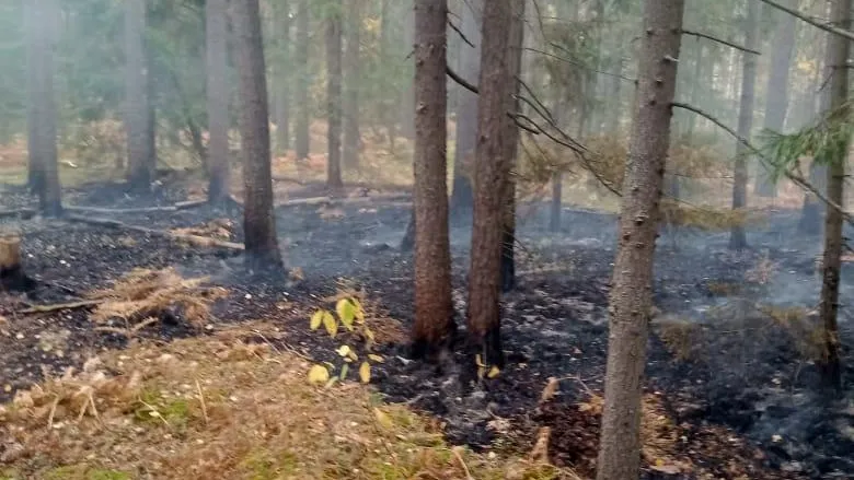 Комитет лесного хозяйства Московской области