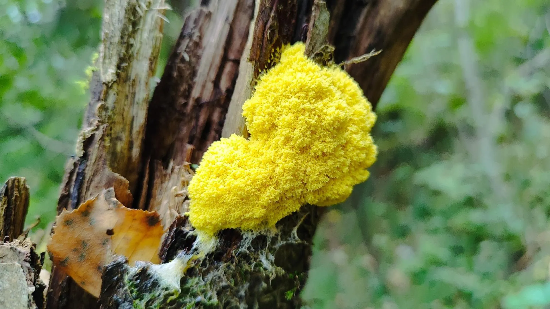 Фото: Подслушано | Дедовск / ВКонтакте