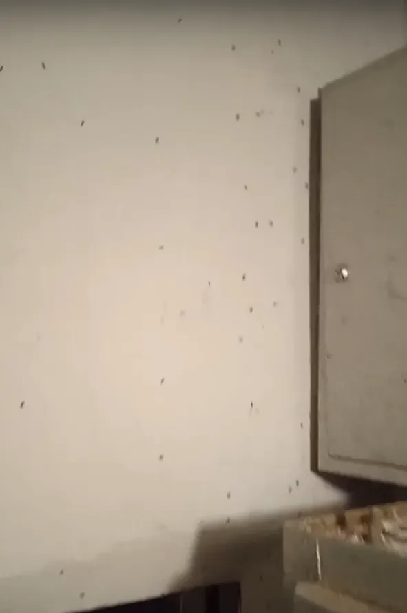 Фото: Подслушано | Дедовск / ВКонтакте