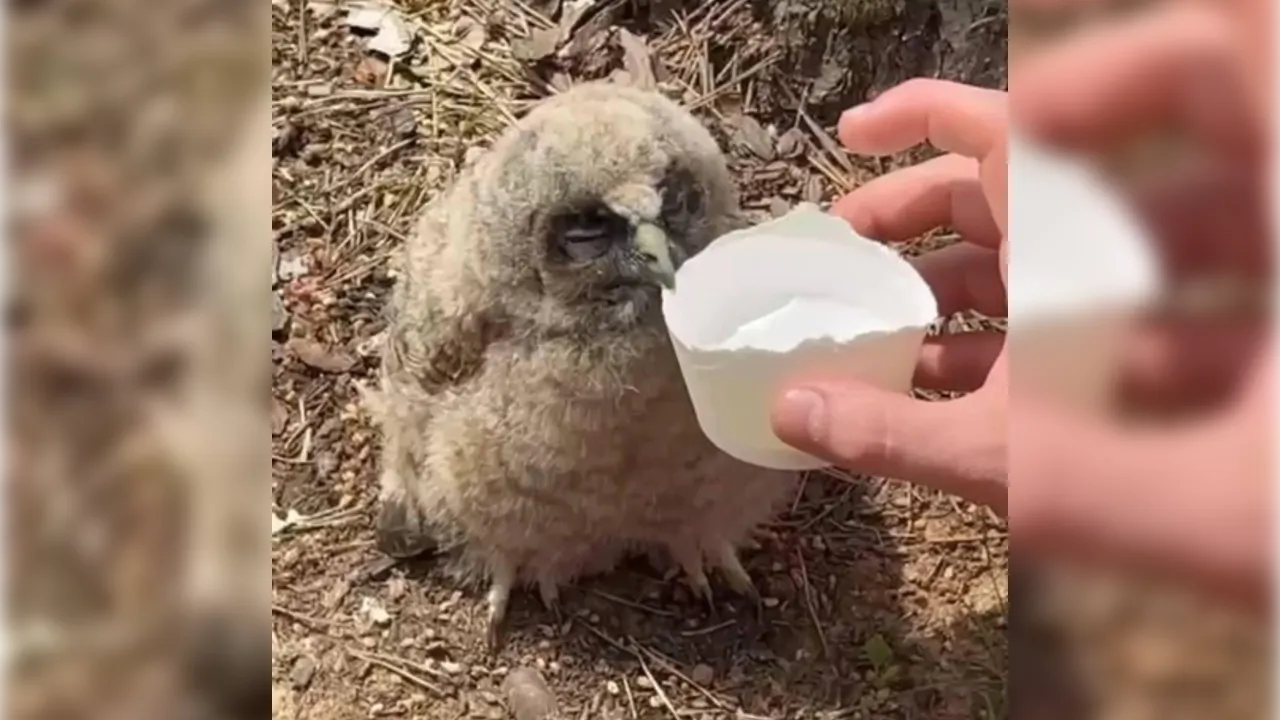 Фото: пресс-служба администрации г. о. Домодедово